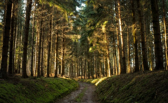 Red Riding Hood – Perrault vs&nbsp;Grimm